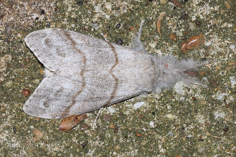 Calliteara pudibunda (Pale Tussock) female.JPG